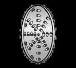 Alfa Shredding Disc, 1/4"